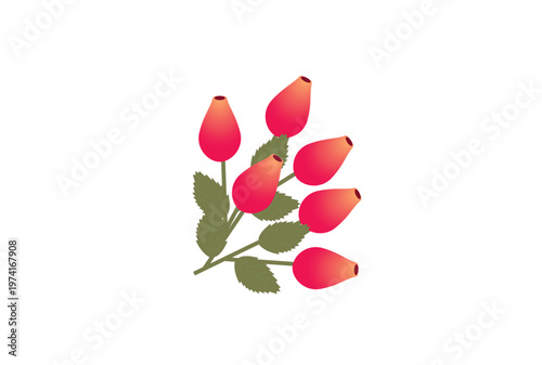 ローズヒップのシンプルなイラスト