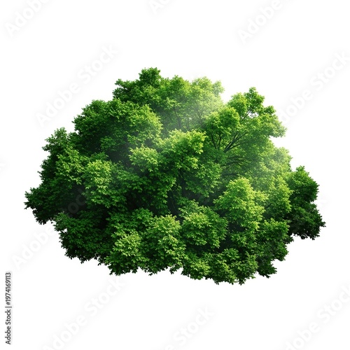 Lush Green Foliage - A Dense and Vibrant Bush.