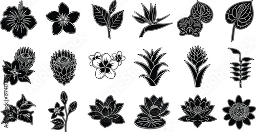 Black and white floral with various plants and flowers