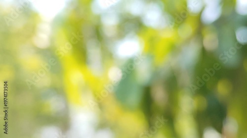 green bokeh background from nature under tree shade, defocused