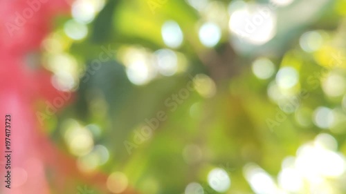 green bokeh background from nature under tree shade, defocused