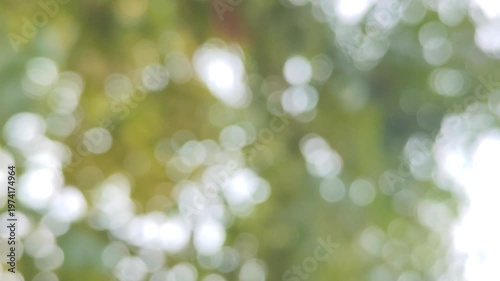 green bokeh background from nature under tree shade, defocused
