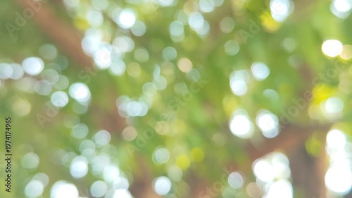 green bokeh background from nature under tree shade, defocused