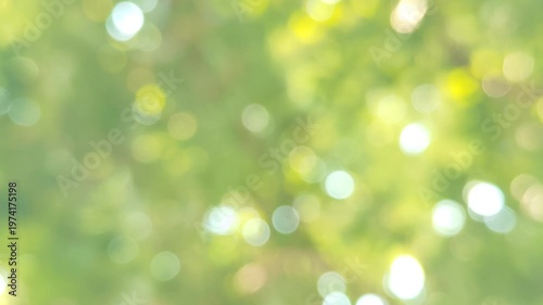 green bokeh background from nature under tree shade, defocused