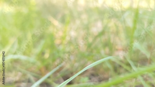 green bokeh background from nature under tree shade, defocused