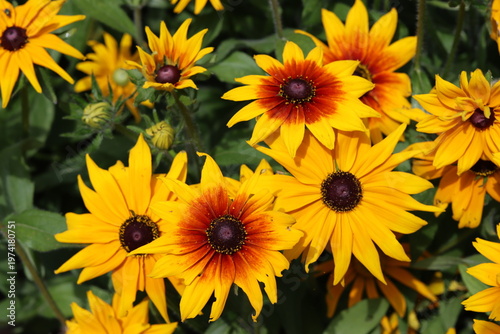 Yellow, orange and red rudbeckia hirta flowers in a garden