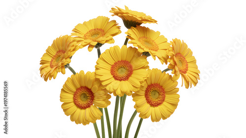 Yellow flowers, daisies, gerbera jamesonii, bright bouquet, floral arrangement