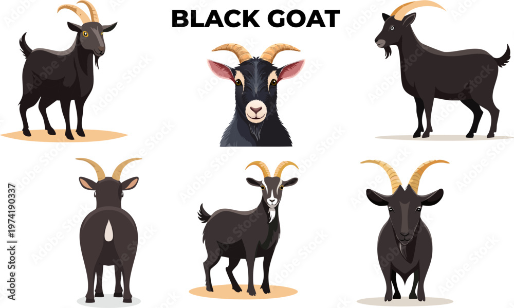 Obraz premium Black Goat Multiple Pose Vector Set for Eid al-Adha, Qurban Animal Illustration Collection