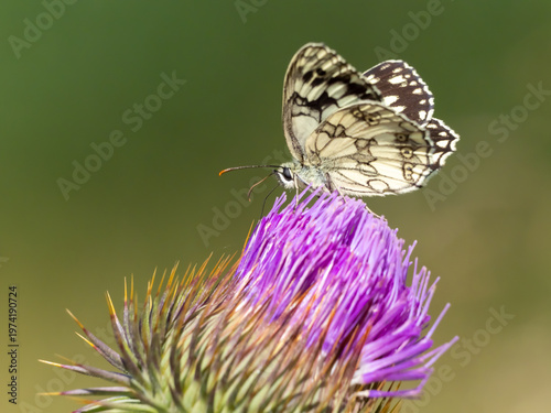 Melanargia galathea marbled white butterfly pollinating wild flower eco sustainability concept