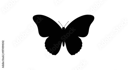Black Butterfly Silhouette Close Up.