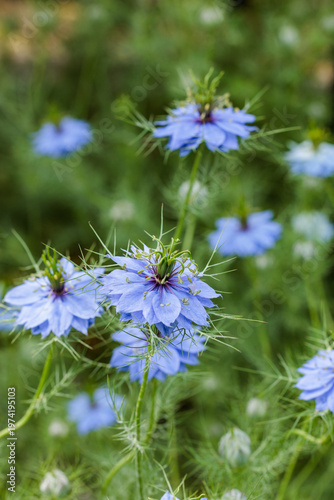 Close up of beautiful blue nigella flowers blooming in the garden.
