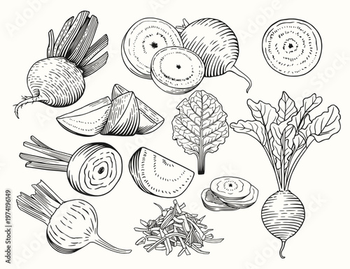 Beetroot set. Vector sketch illustration of farm vegetables.