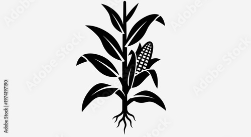 Black silhouette of corn plant.