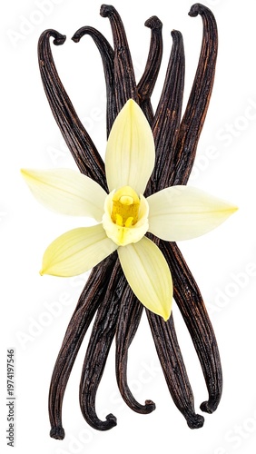 Close-up of vanilla beans alongside a delicate, creamy flower, showcasing the botanical beauty of this fragrant spice