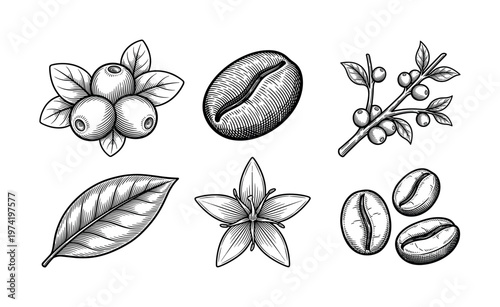 A collection of hand-drawn coffee plant elements in a vintage engraving style. Includes beans, berries, leaf, and flower. Perfect for cafe menus, packaging, and branding.
