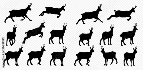 Set of Chamois Silhouettes in Various Poses: Walking, Running, and Standing, Isolated on a Transparent Background.