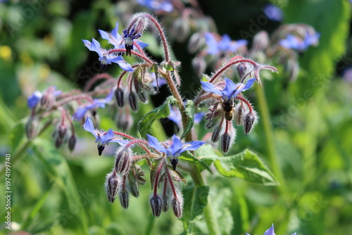 Konstfotografi Close up of borage or starflower flowers