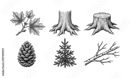 A set of vintage forest illustrations in a detailed engraving style. Includes maple leaf, tree stump, pine cone, and fir. Ideal for rustic branding and nature-themed designs.