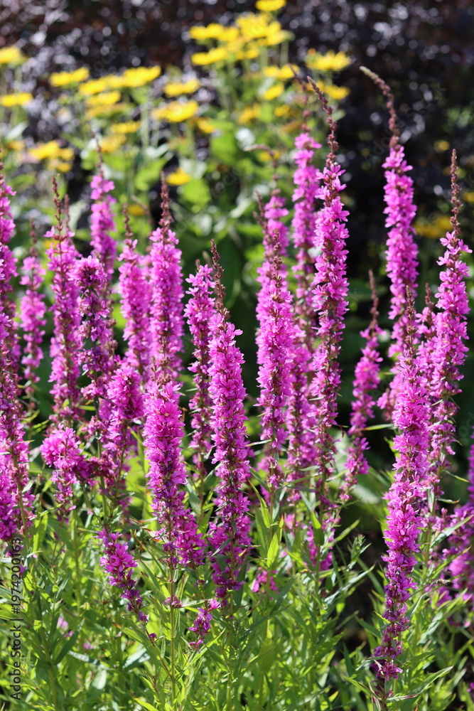 Obraz premium Bright purple loosestrife or lythrum salicaria in a cottage garden