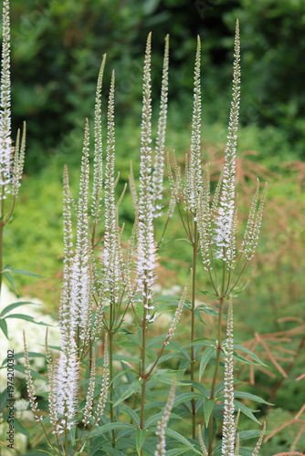 Photos White veronicastrum virginicum or Culver's root flowers in a garden
