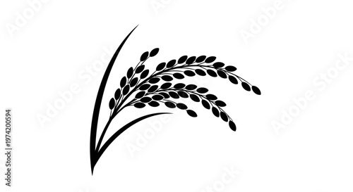 Black silhouette of rice plant.