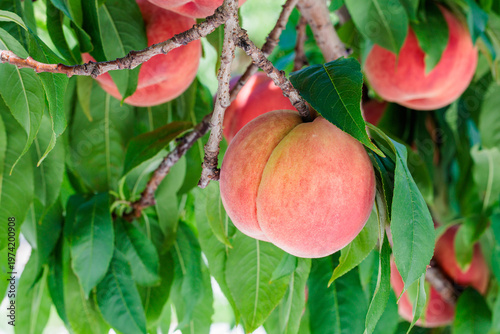 Close-up of fresh and sweet peaches in a summer orchard.