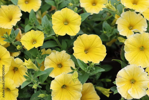 Tableau sur toile Yellow petunia flowers in a garden