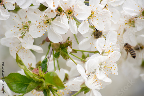 Spring blossom of the cherry trees