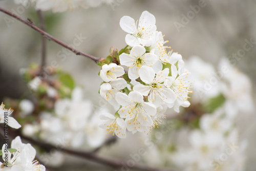 Spring blossom of the cherry trees