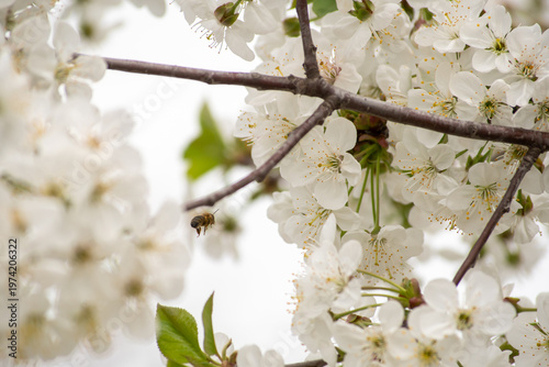 Spring blossom of the cherry trees