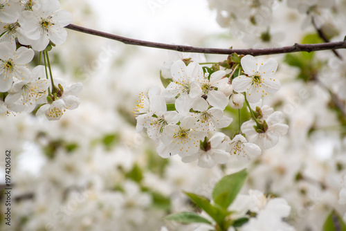 Spring blossom of the cherry trees