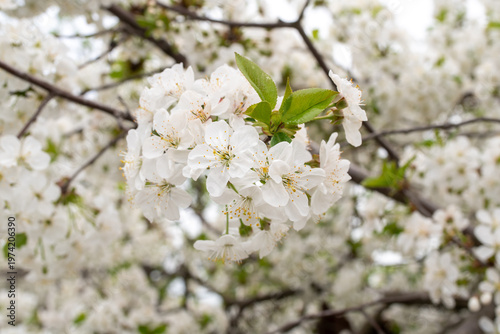 Spring blossom of the cherry trees