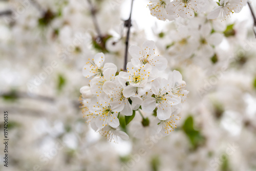Spring blossom of the cherry trees