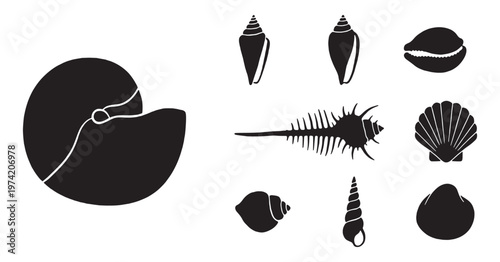Collection of black and white silhouette illustrations of various seashells and conch shells.