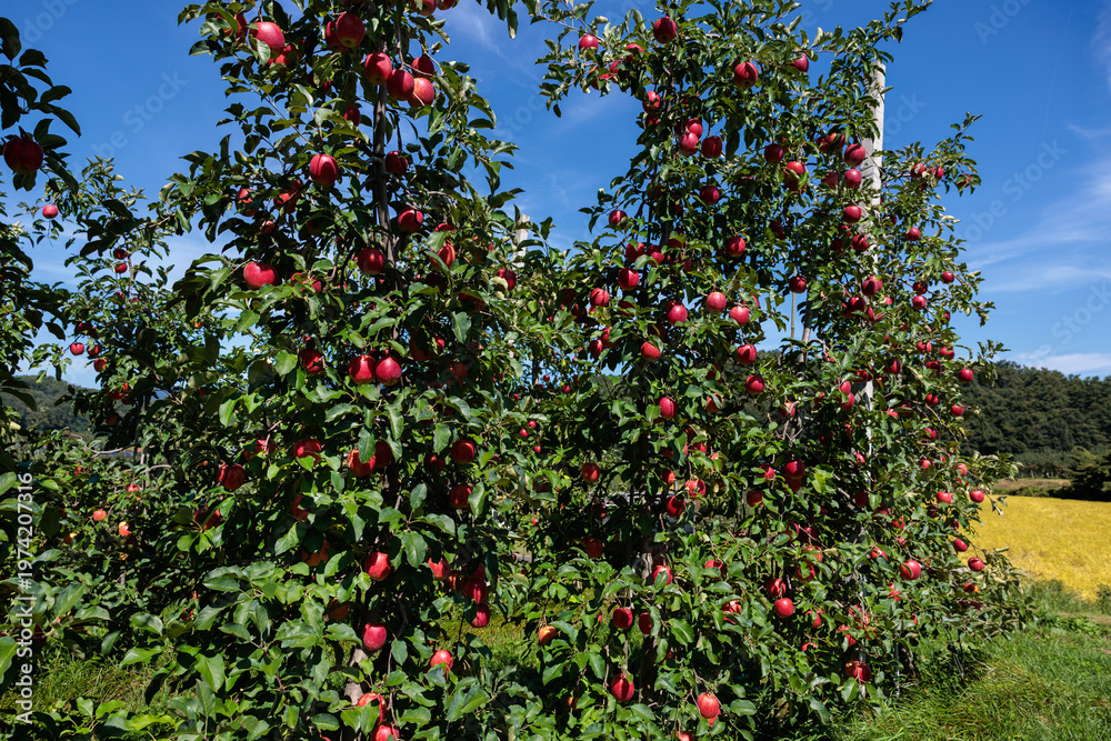 Fototapeta premium Autumn scene of Shinano Dolce apple orchard.