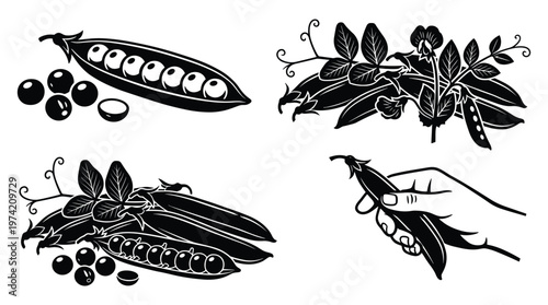 Pea plant set featuring pods flowering stems and hand picking legume.