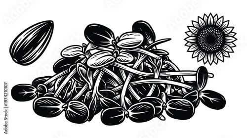 Sunflower seeds sprouts and flower illustration vintage graphic design.