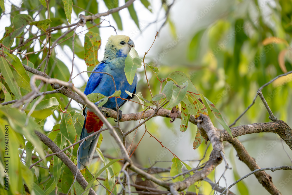 Fototapeta premium Pale-headed Rosella - Platycercus adscitus, beautiful colored broad-tailed parrot native to the forests and woodlands of northeastern Australia, Queensland.