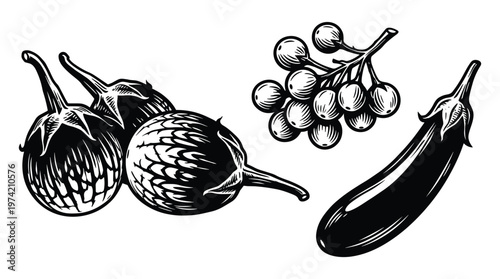Various eggplant varieties and pea eggplant bunch in engraving style.
