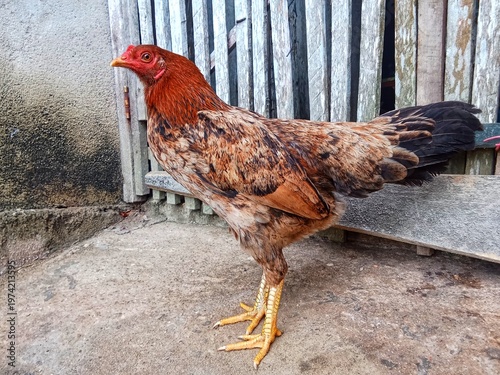 Фотография This chicken has a stocky and muscular body posture, which is a characteristic o