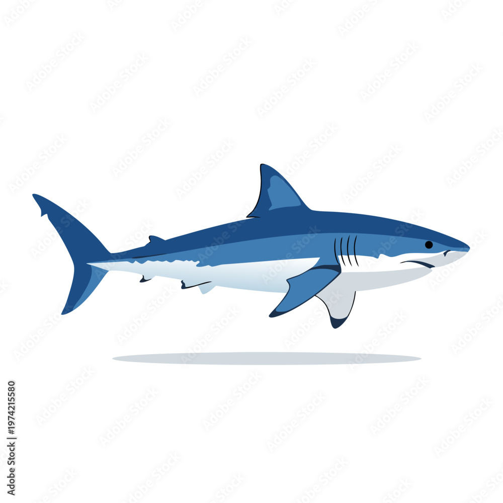 Obraz premium Blue shark swimming calmly in profile on white background