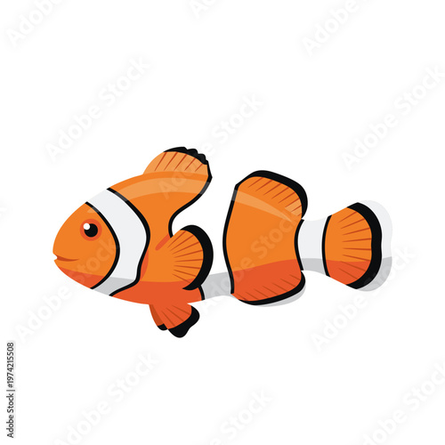 Orange clownfish swimming in white isolated background