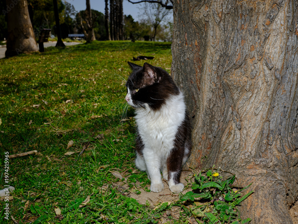 Obraz premium cute stray cat sitting on the grass in a green city park