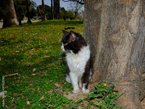 cute stray cat sitting on the grass in a green city park