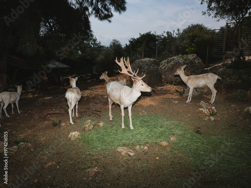 group of cute wild deer relaxing in a natural wildlife conservation park