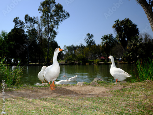 beautiful white domestic geese grazing on a sunny park lawn