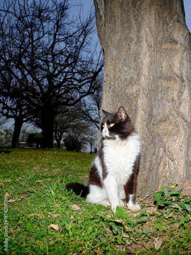cute stray cat sitting on the grass in a green city park