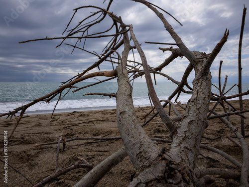 beautiful ocean vista framed by weathered tree limbs on a sandy beach