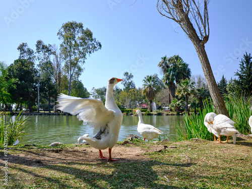beautiful white domestic geese grazing on a sunny park lawn