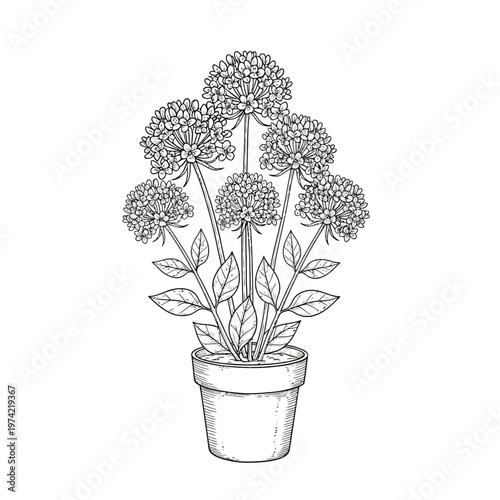 Potted Flowering Plant with Clusters of Small Blooms, Botanical Illustration